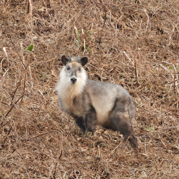 白神山地の動物たち