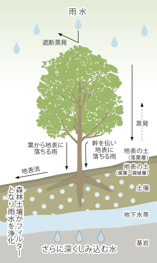 白神山地の水について